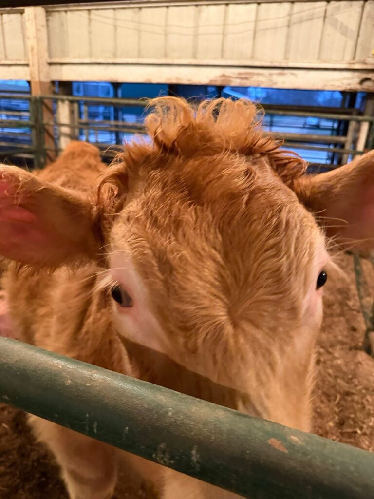 Poppy Mixon working with Mr. Moo-agi in the barn