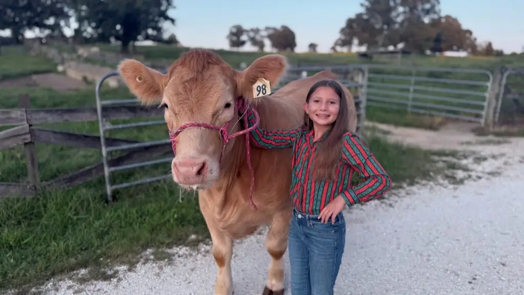 Poppy Mixon doing daily chores as part of her steer project