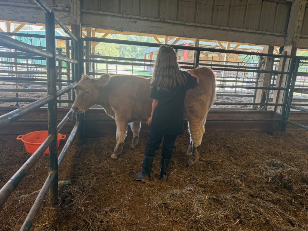 Poppy Mixon working with Mr. Moo-agi in the barn