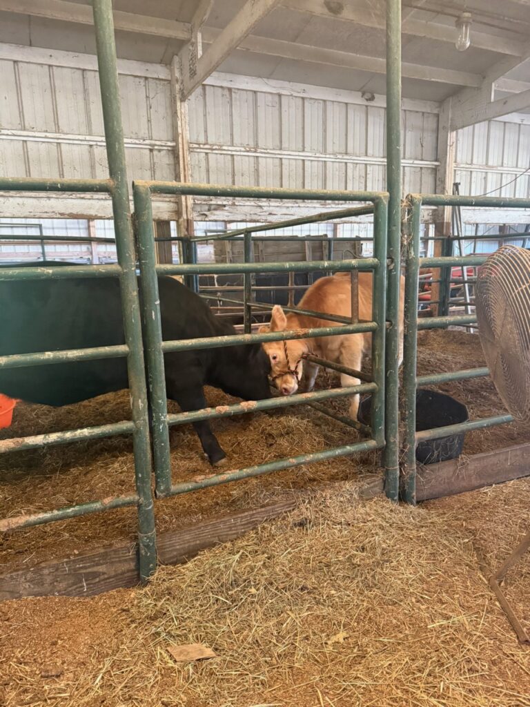 Poppy Mixon leading Mr. Moo-agi on a halter
