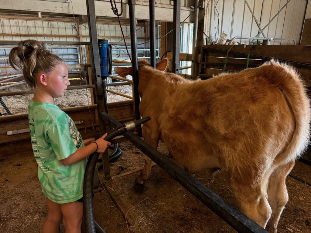 Poppy Mixon doing daily chores as part of her steer project