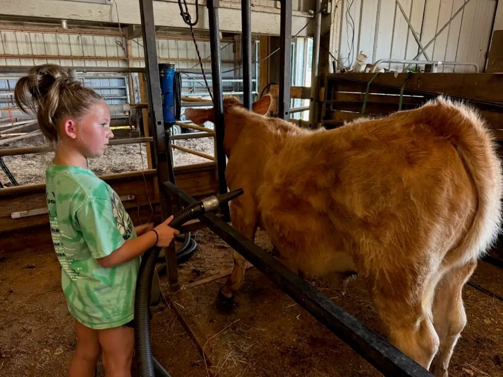 Poppy Mixon doing daily chores as part of her steer project