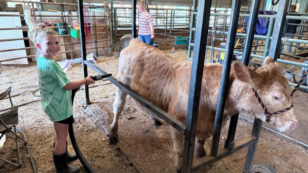 Poppy Mixon grooming Mr. Moo-agi with her sister in the background