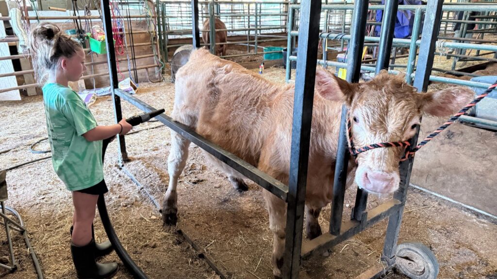 Poppy Mixon and her family working together on her steer project