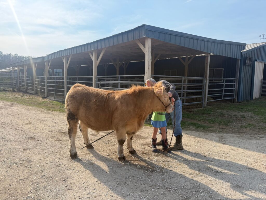 Dr. Chuck Lyons helping trim and fit Mr. Moo-agi outside the barn