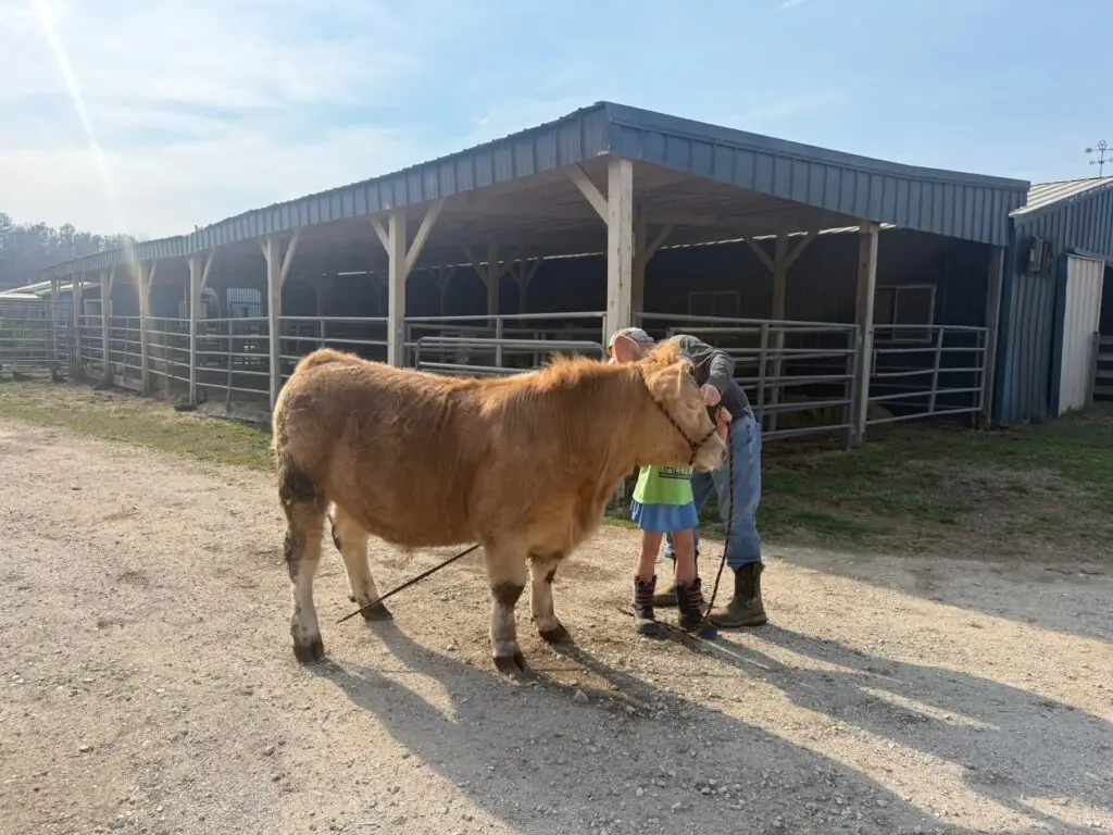 Dr. Chuck Lyons helping trim and fit Mr. Moo-agi outside the barn