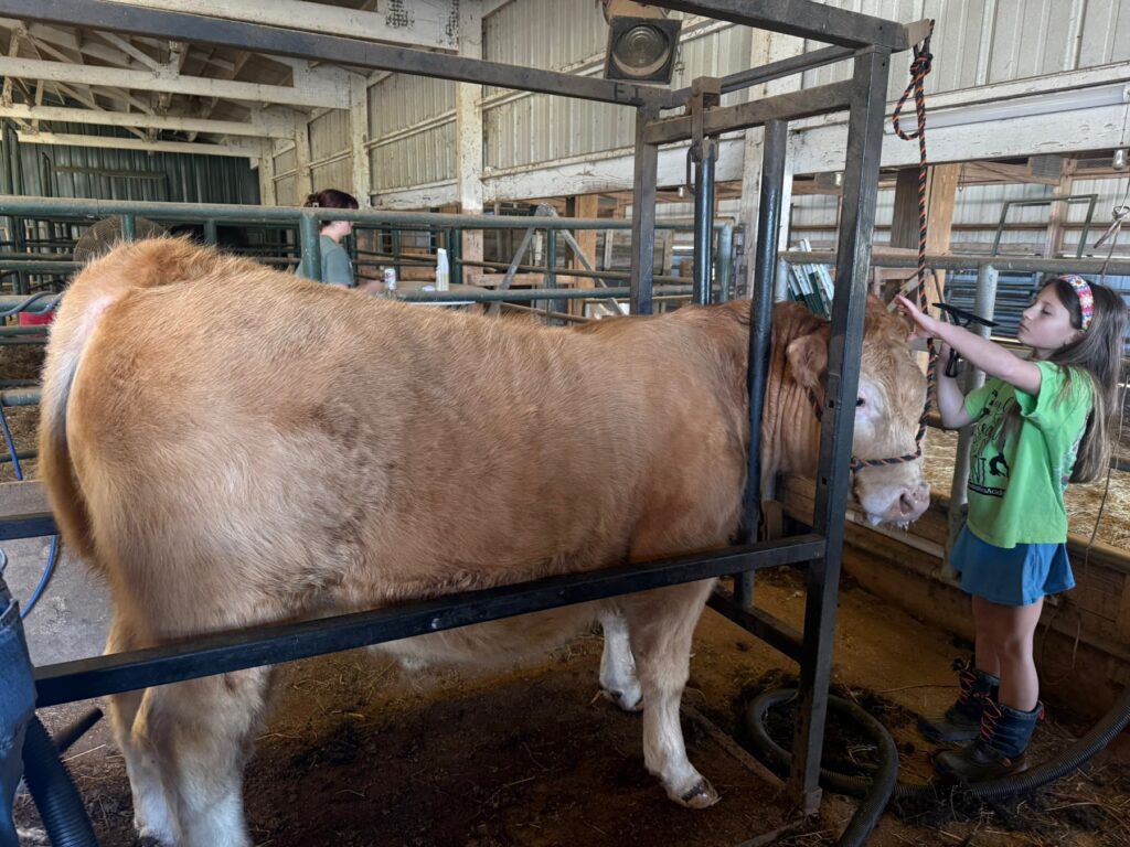 Poppy Mixon leading Mr. Moo-agi on a halter