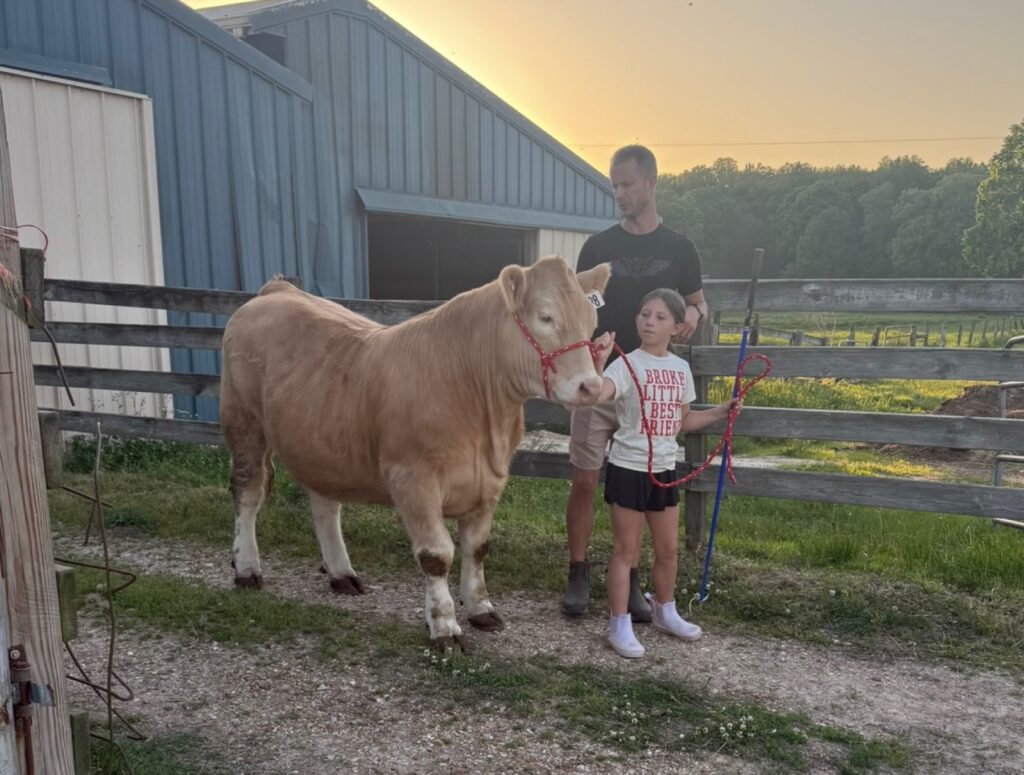 Poppy Mixon holding Mr. Moo-agi's lead rope at sunset with her dad standing behind her