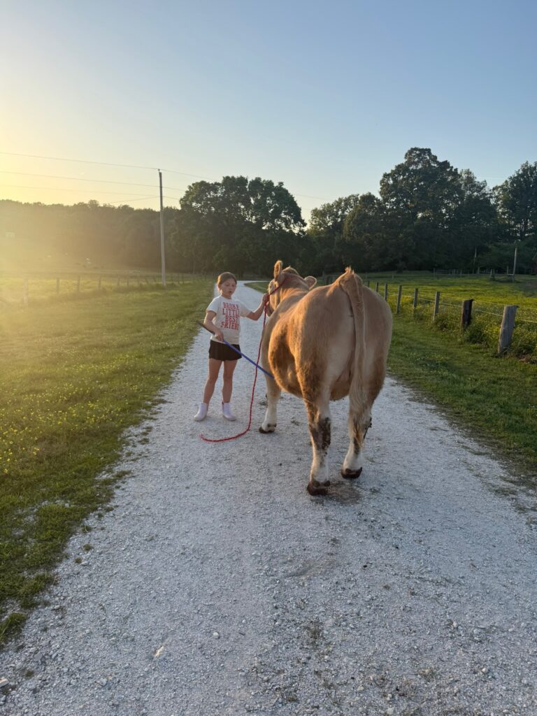 Poppy Mixon grooming and washing Mr. Moo-agi