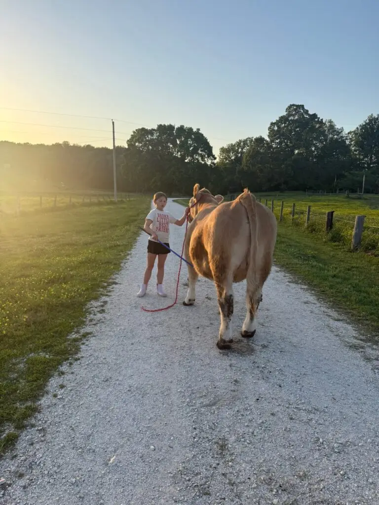 Poppy Mixon grooming and washing Mr. Moo-agi