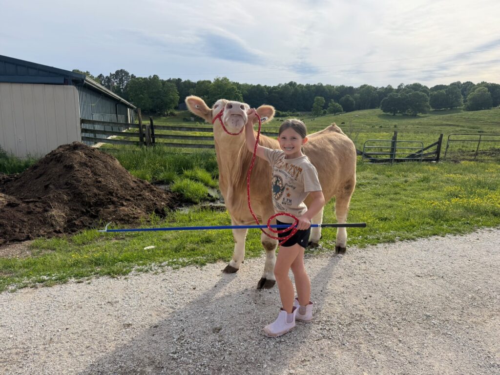 Mr. Moo-agi at feeding time