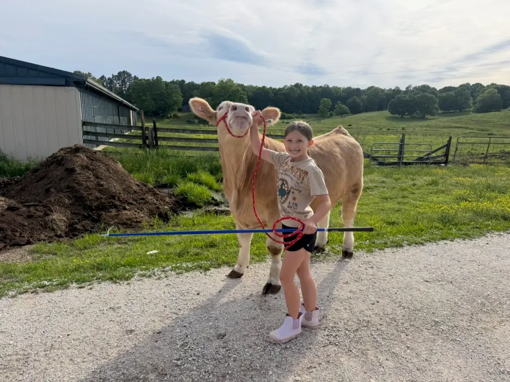 Mr. Moo-agi at feeding time