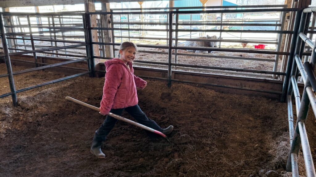Poppy Mixon and her family working together on her steer project