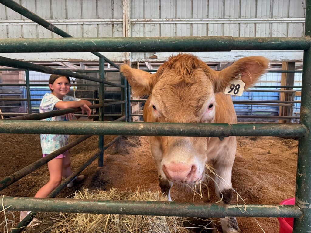 Close-up of Mr. Moo-agi with Poppy Mixon in the barn