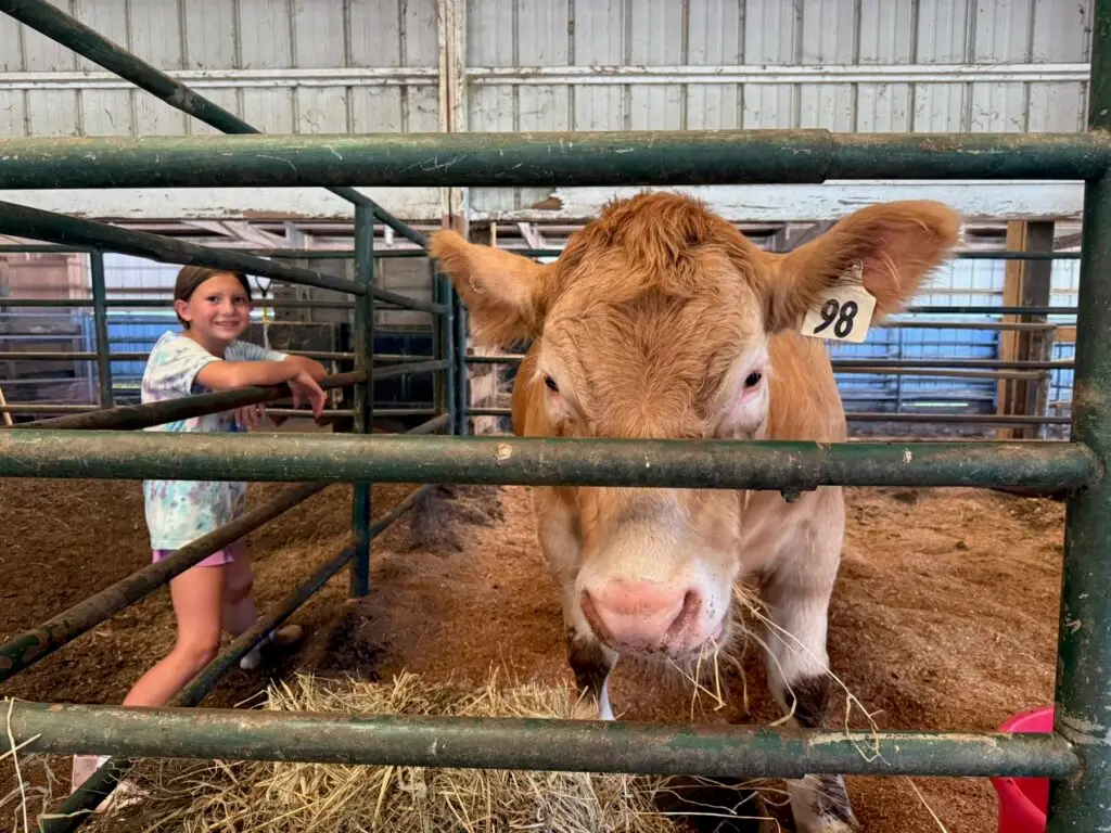Close-up of Mr. Moo-agi with Poppy Mixon in the barn