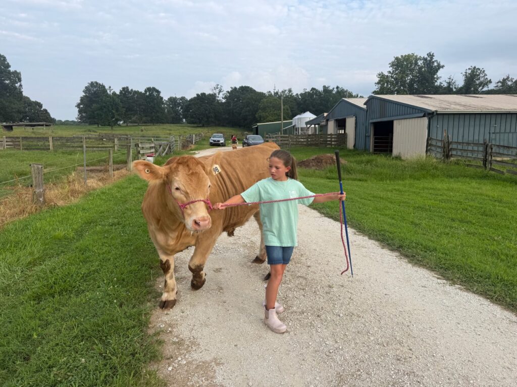 Poppy Mixon working with Mr. Moo-agi in the barn