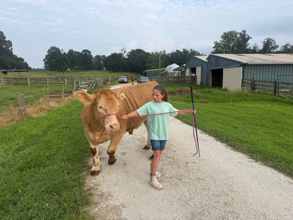 Poppy Mixon working with Mr. Moo-agi in the barn