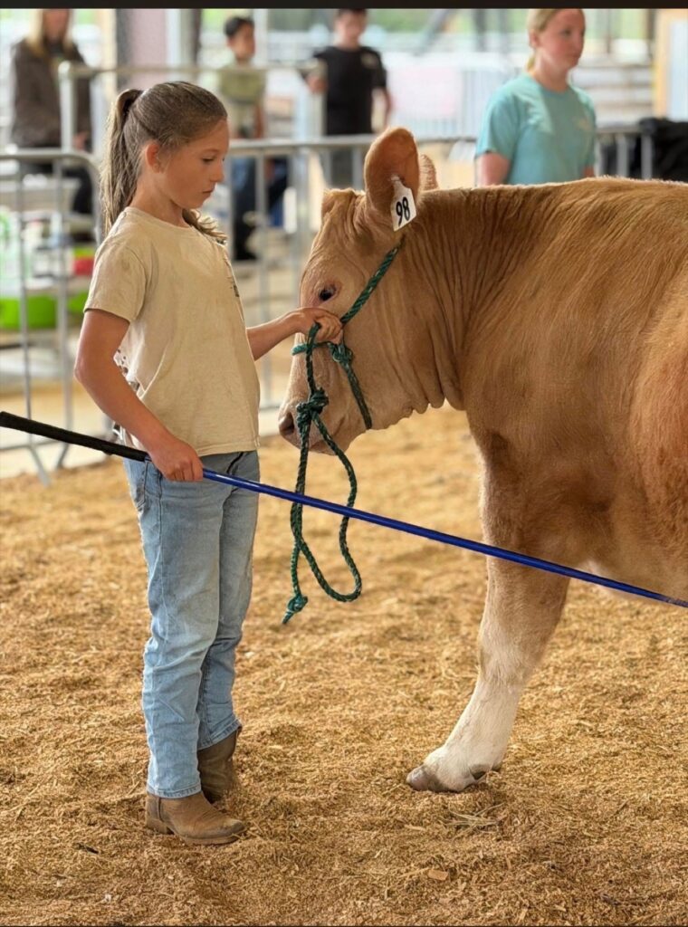 Poppy Mixon leading Mr. Moo-agi on a halter