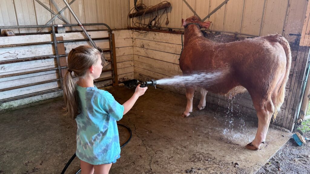Poppy Mixon doing daily chores as part of her steer project