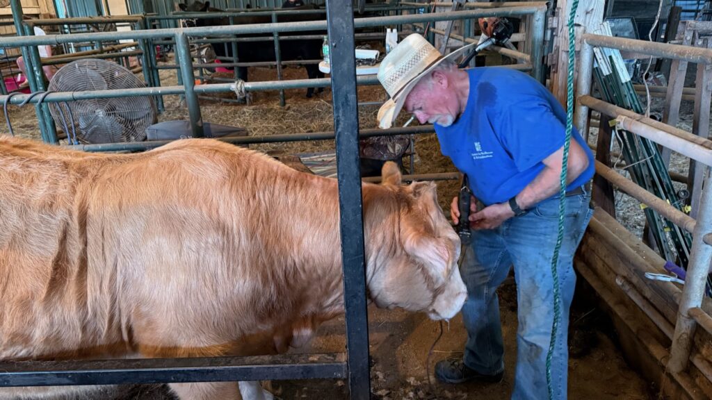 Poppy Mixon grooming and washing Mr. Moo-agi
