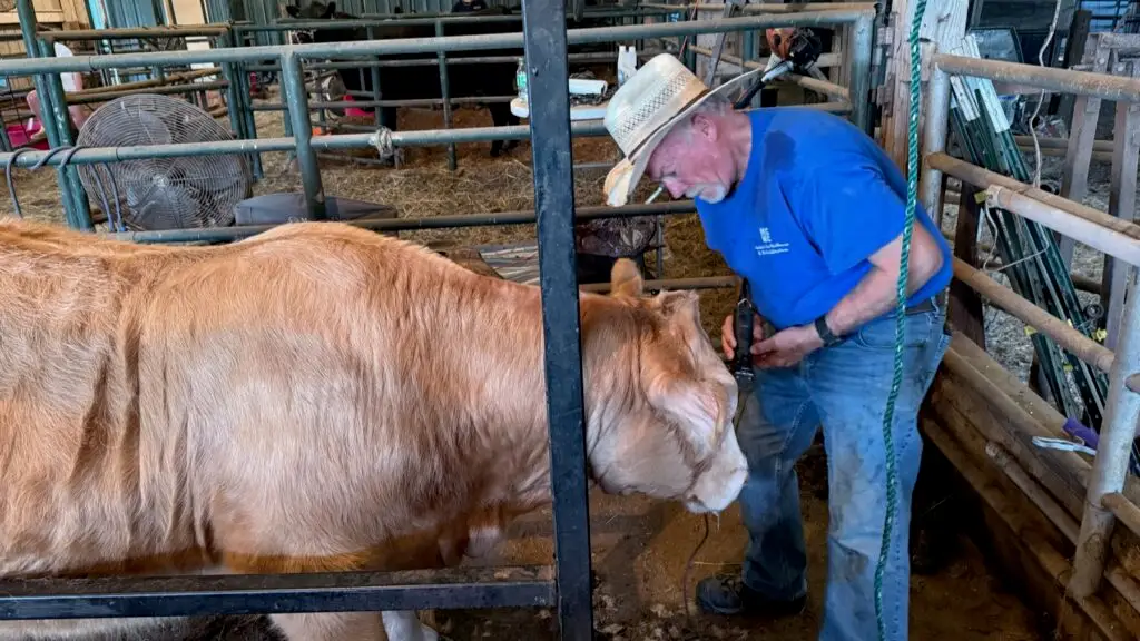 Poppy Mixon grooming and washing Mr. Moo-agi