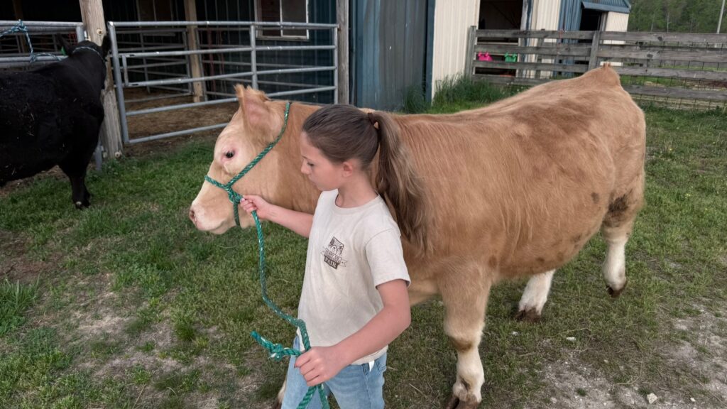 Poppy Mixon wearing a Henry County Fair t-shirt while leading Mr. Moo-agi