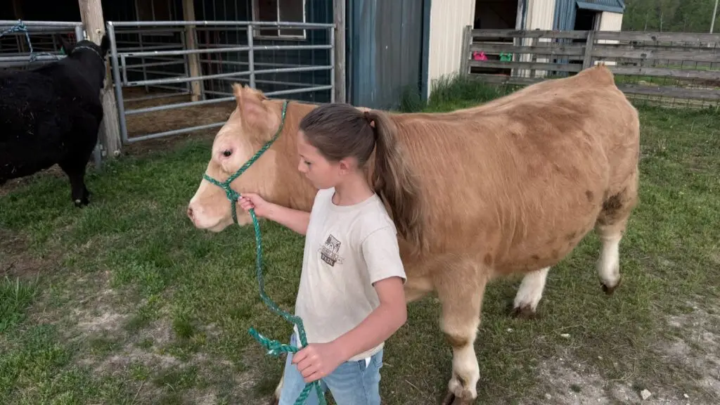 Poppy Mixon wearing a Henry County Fair t-shirt while leading Mr. Moo-agi