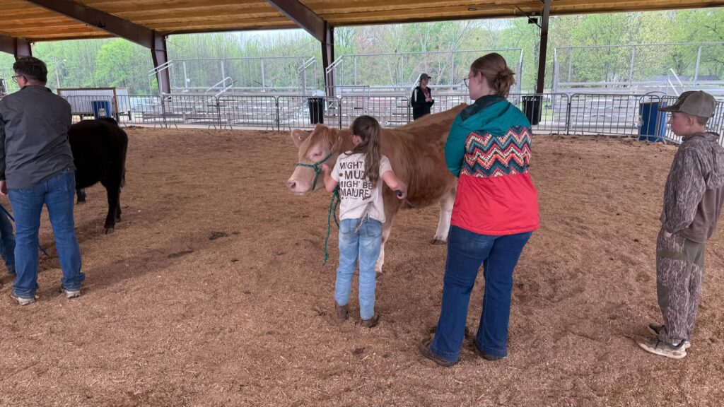 An adult helping Poppy Mixon groom Mr. Moo-agi