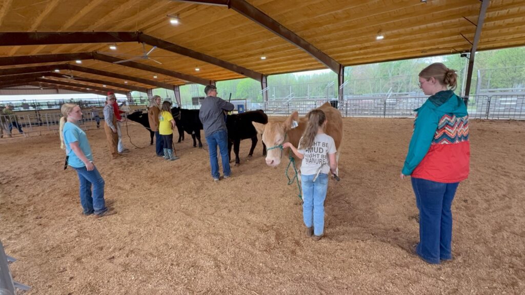 Exhibitors and their steers practicing showmanship at the Henry County Fairgrounds