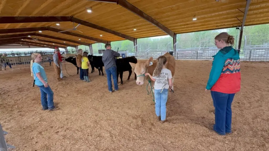 Exhibitors and their steers practicing showmanship at the Henry County Fairgrounds