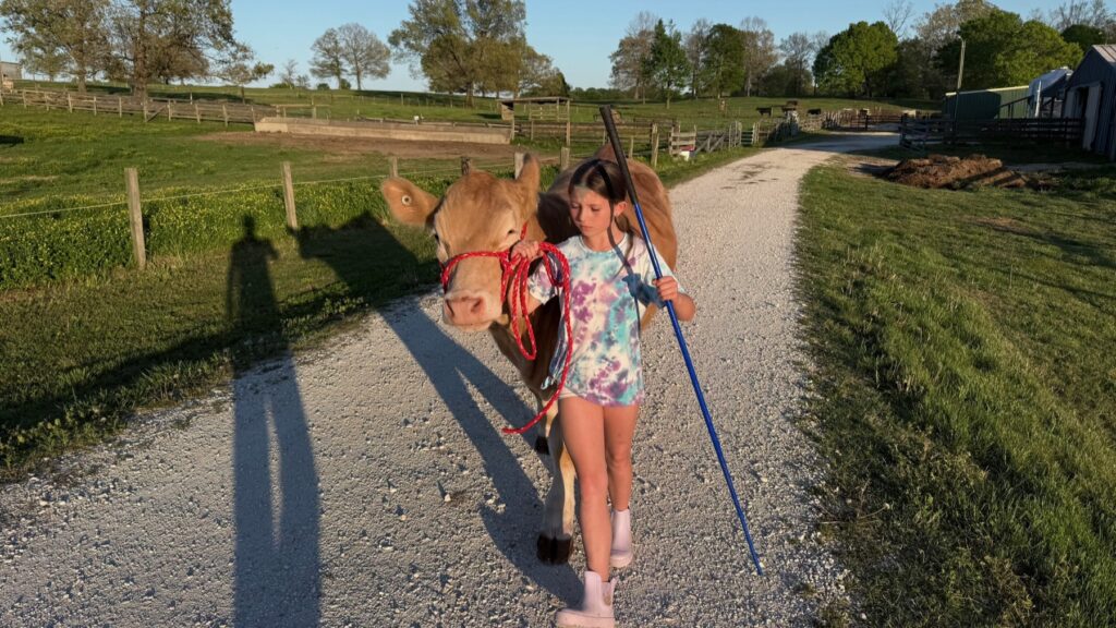 Poppy Mixon working with Mr. Moo-agi in the barn
