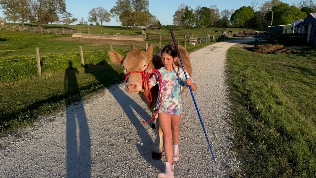 Poppy Mixon working with Mr. Moo-agi in the barn