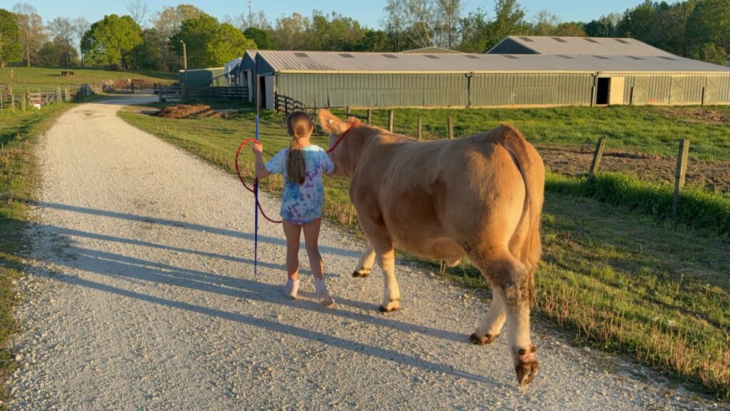Poppy Mixon walking Mr. Moo-agi down a farm lane at sunset