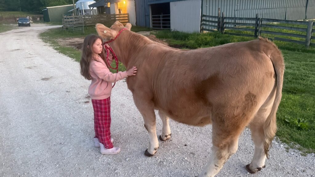 Poppy Mixon leading Mr. Moo-agi on a halter