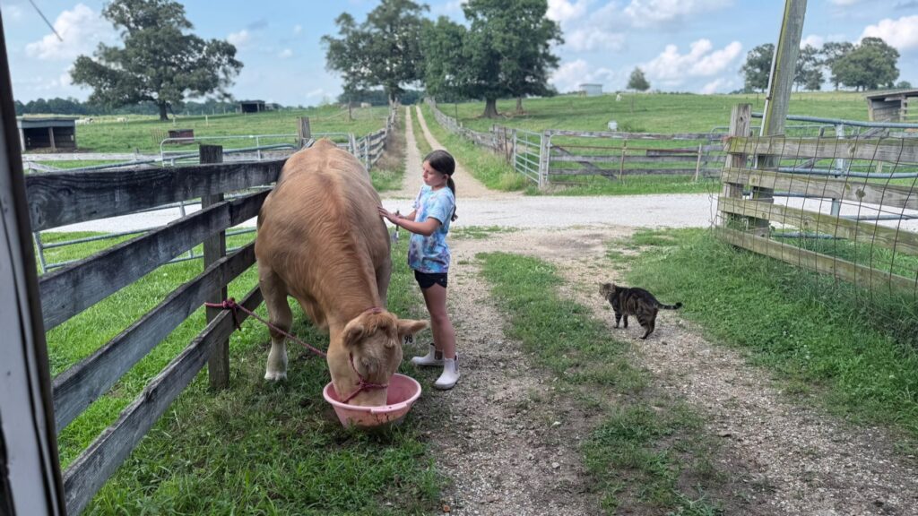 Poppy Mixon feeding Mr. Moo-agi on the farm with a cat nearby